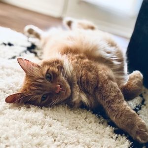 Meet your Posher, Morgan